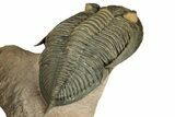 Flying Zlichovaspis Trilobite - Orange Eye Preservation #339540-5